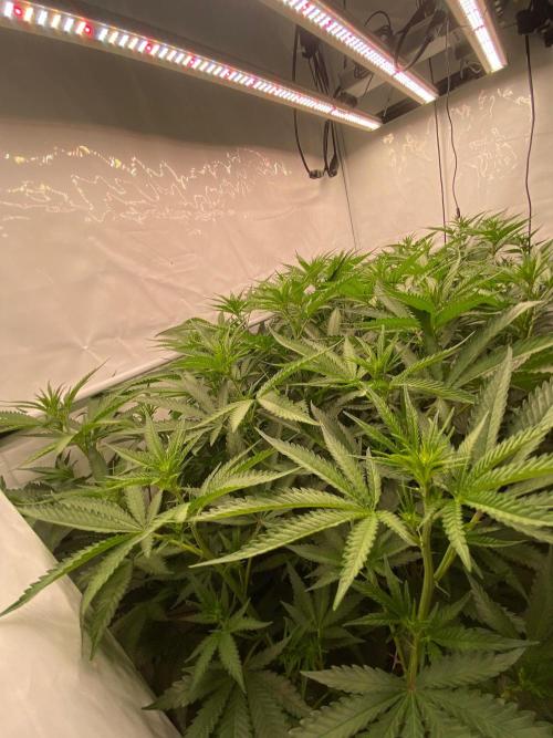 Khalifa Mints. Week 8