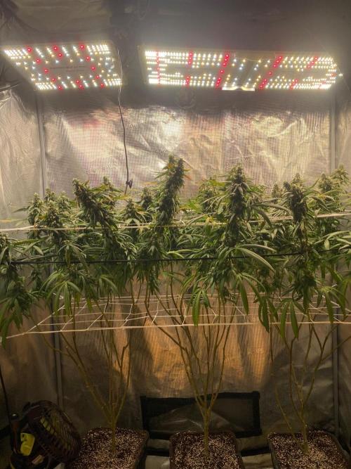 Grape Gas S1 2.0. Week 15