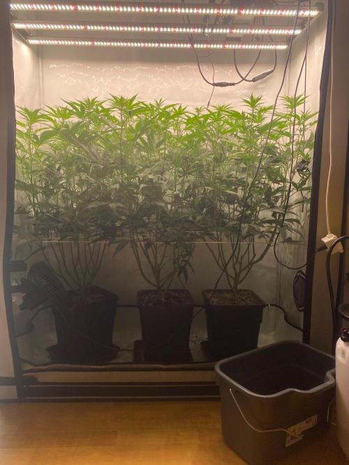 Khalifa Mints S1 Cut. Week 8