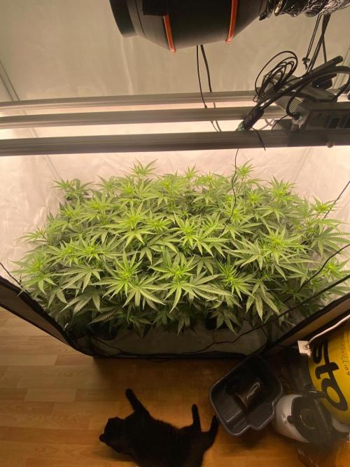 Khalifa Mints S1 Cut. Week 8