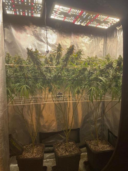 Grape Gasoline. Week 15