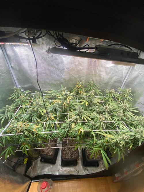Grape Gas S1 2.0. Week 15