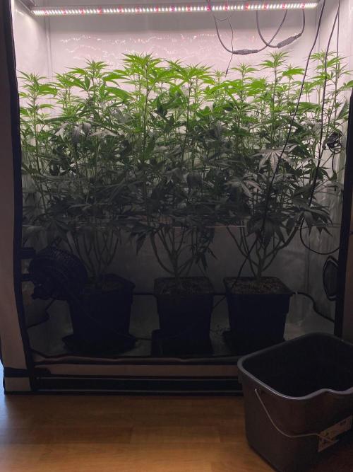 Khalifa Mints. Week 8