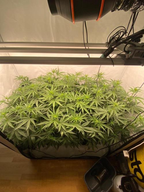 Khalifa Mints S1 Cut. Week 8