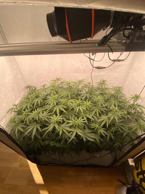 Khalifa Mints S1 Cut. Week 9
