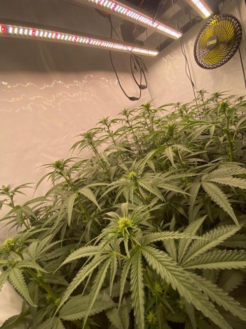 Khalifa Mints S1 Cut. Week 9