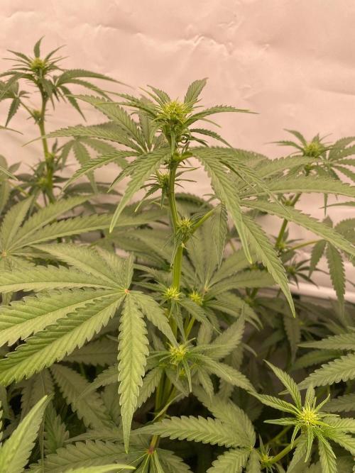 Khalifa Mints S1 Cut. Week 9