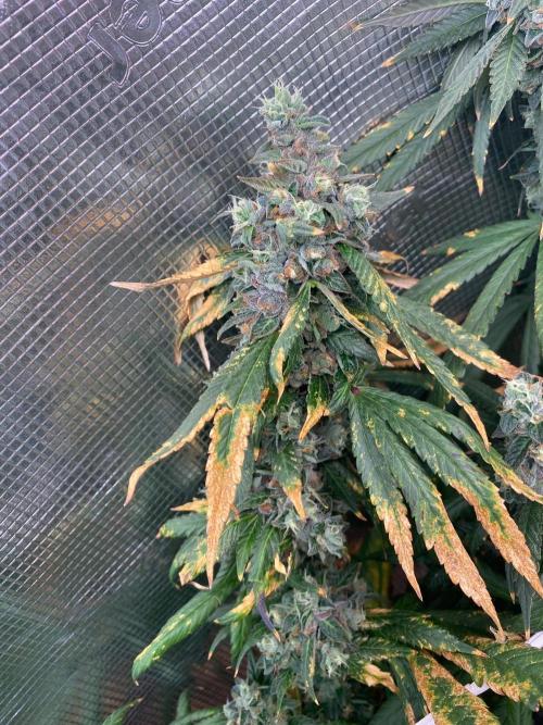 Grape Gas S1 2.0. Week 16