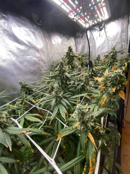 Grape Gas S1 2.0. Week 16