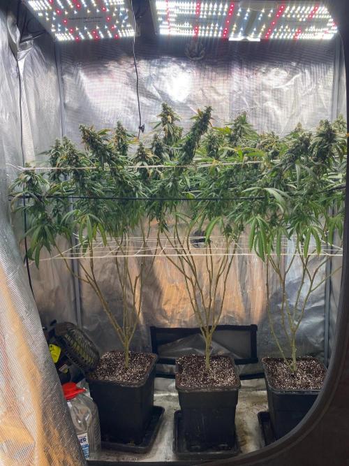 Grape Gas S1 2.0. Week 16