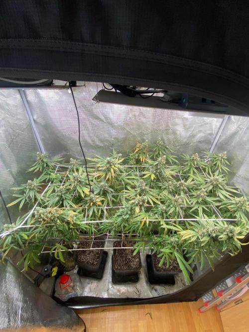 Grape Gas S1 2.0. Week 16