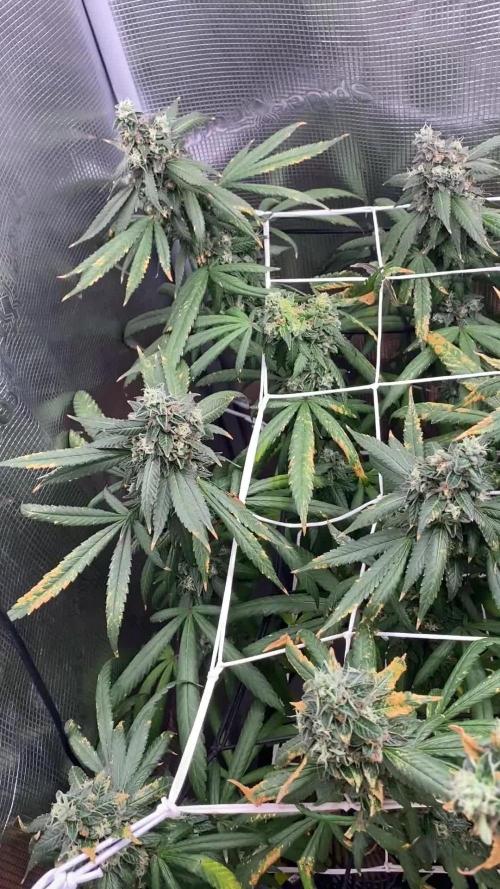 Grape Gas S1 2.0
