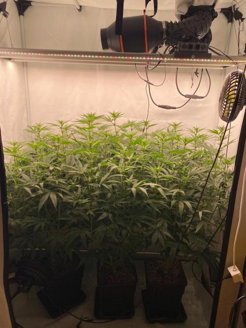 Khalifa Mints S1 Cut. Week 9