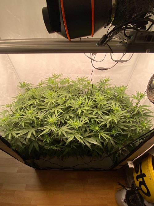 Khalifa Mints S1 Cut. Week 9