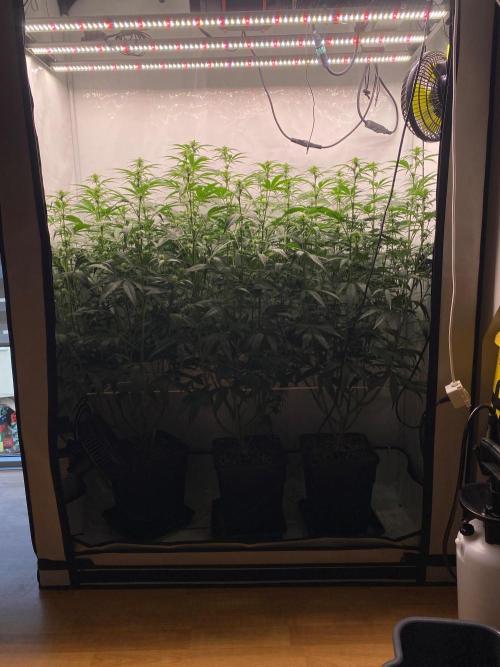 Khalifa Mints S1 Cut. Week 9