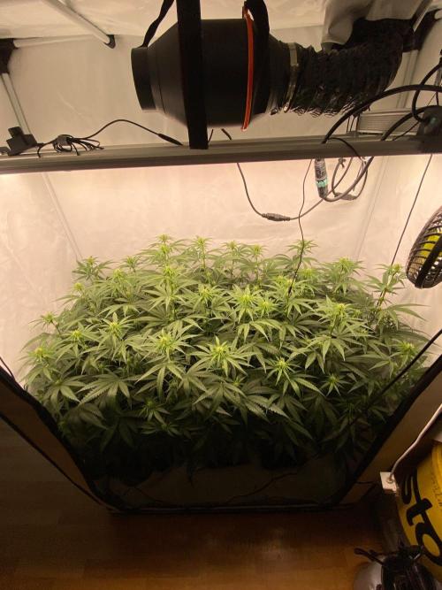 Khalifa Mints S1 Cut. Week 9