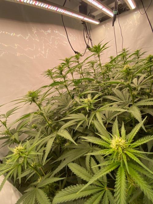 Khalifa Mints S1 Cut. Week 9