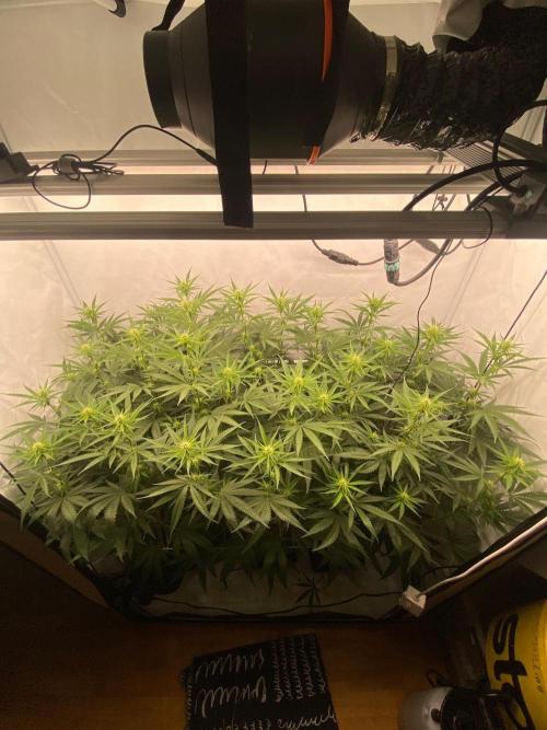 Khalifa Mints S1 Cut. Week 9