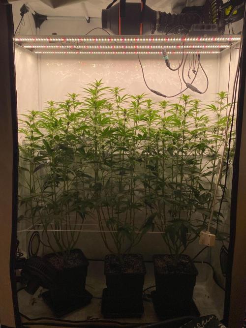 Khalifa Mints S1 Cut. Week 9