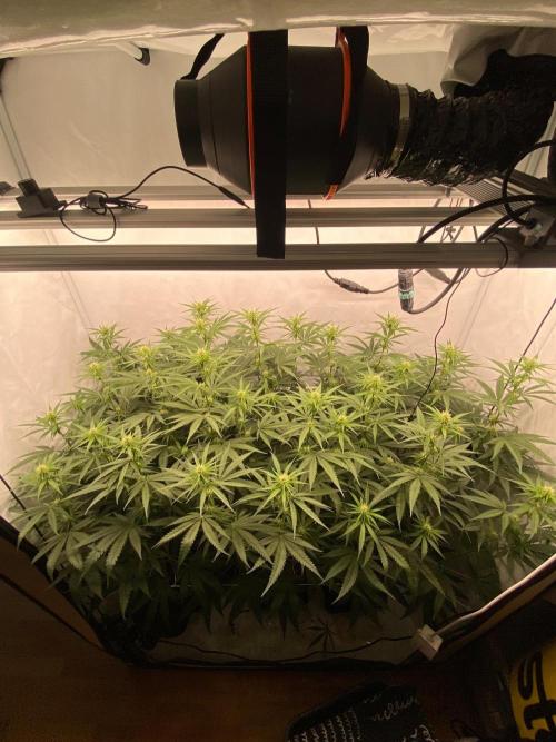 Khalifa Mints S1 Cut. Week 9