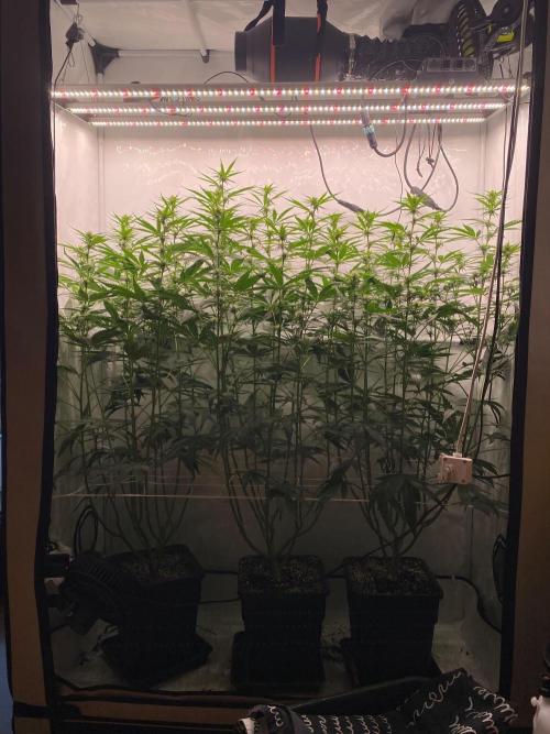 Khalifa Mints S1 Cut. Week 9