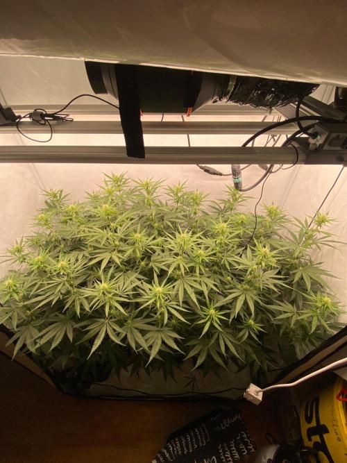 Khalifa Mints S1 Cut. Week 9