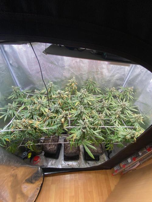 Grape Gas S1 2.0. Week 16