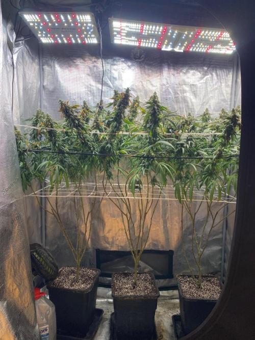 Grape Gas S1 2.0. Week 16