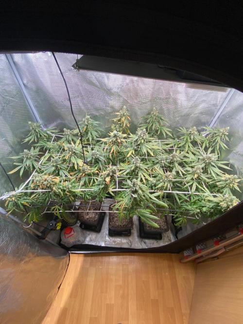 Grape Gas S1 2.0. Week 16