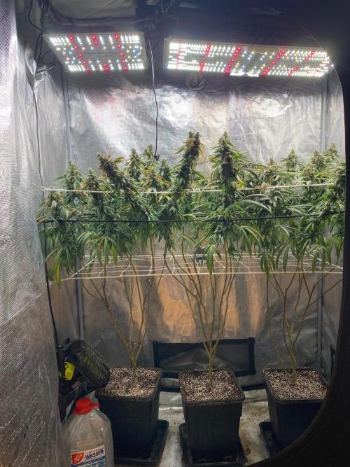 Grape Gas S1 2.0. Week 16