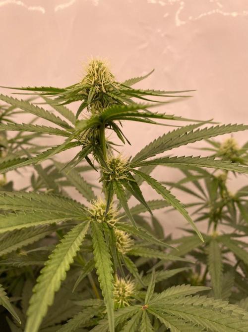 Khalifa Mints S1 Cut. Week 10