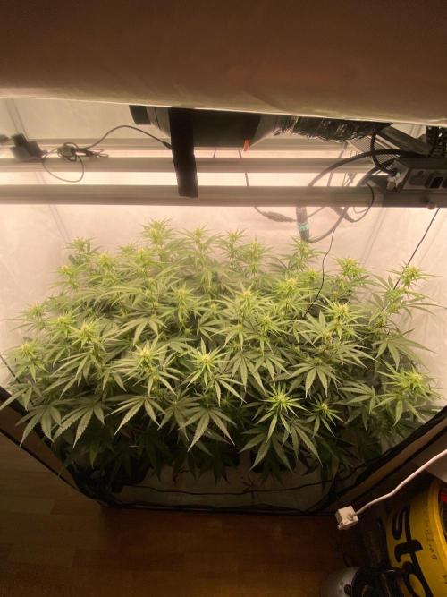 Khalifa Mints S1 Cut. Week 10