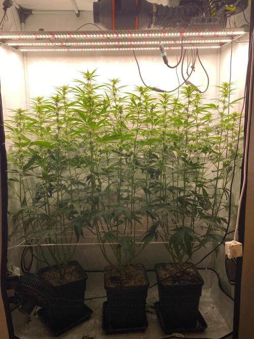Khalifa Mints S1 Cut. Week 10
