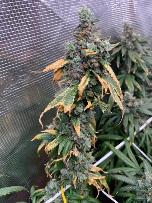 Grape Gas S1 2.0. Week 17