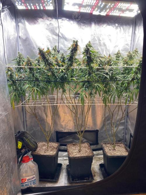 Grape Gas S1 2.0. Week 17