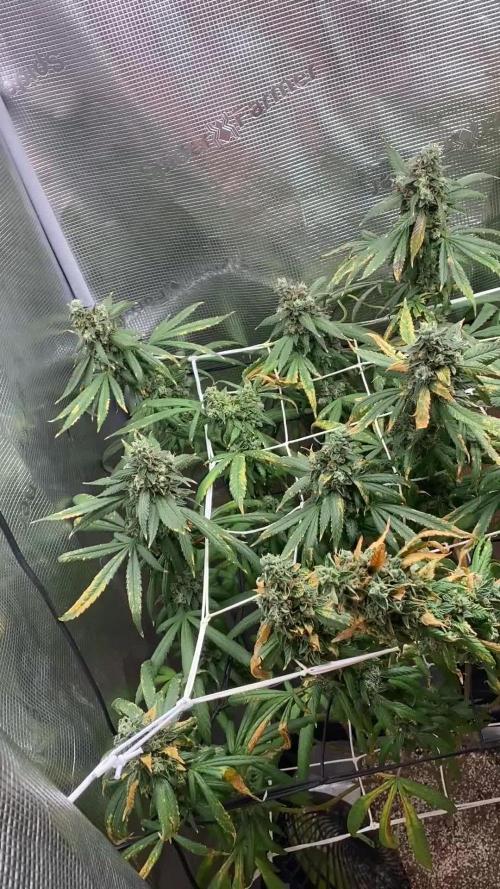 Grape Gas S1 2.0
