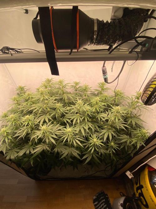 Khalifa Mints S1 Cut. Week 10