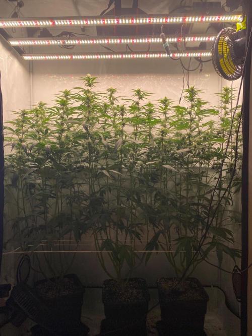 Khalifa Mints S1 Cut. Week 10