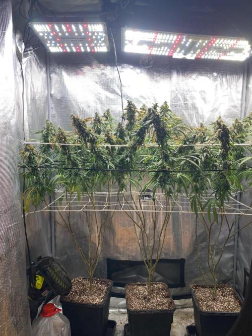 Grape Gas S1 2.0. Week 17