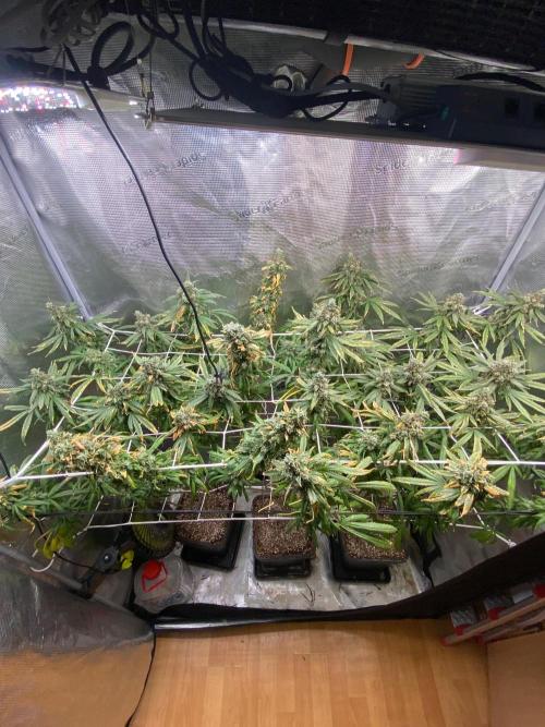 Grape Gas S1 2.0. Week 17
