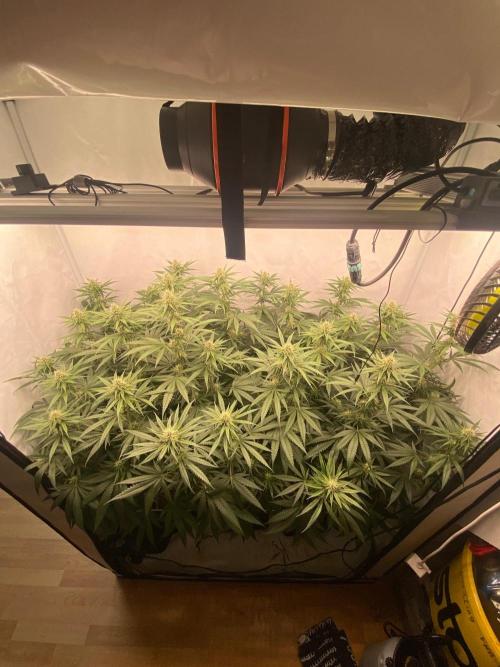 Khalifa Mints S1 Cut. Week 11