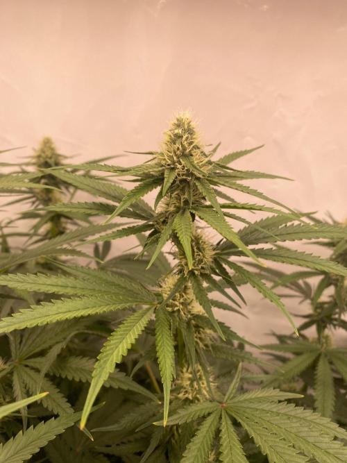 Khalifa Mints S1 Cut. Week 11