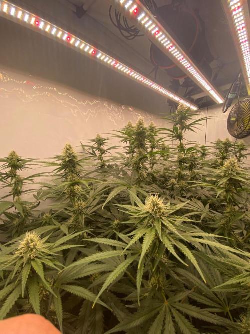 Khalifa Mints S1 Cut. Week 11
