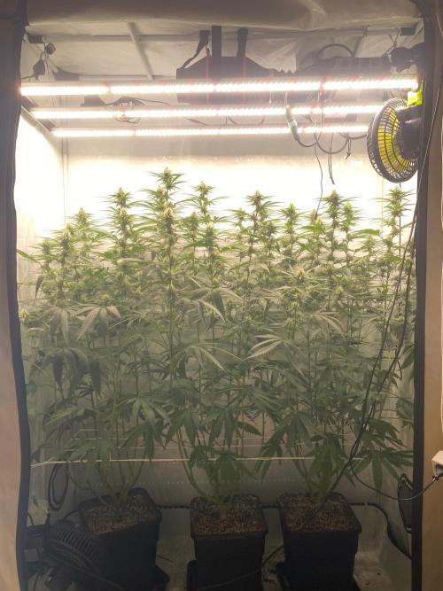Khalifa Mints S1 Cut. Week 11