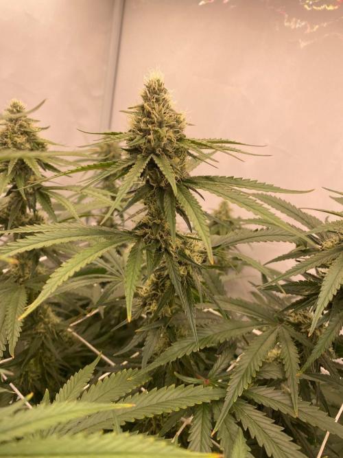 Khalifa Mints S1 Cut. Week 12