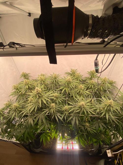 Khalifa Mints S1 Cut. Week 12