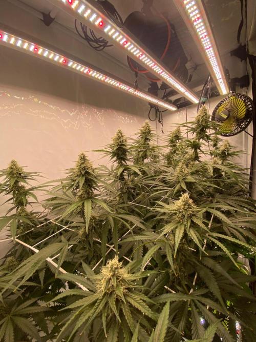Khalifa Mints S1 Cut. Week 12