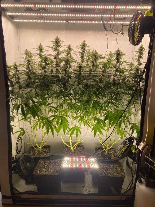 Khalifa Mints S1 Cut. Week 12