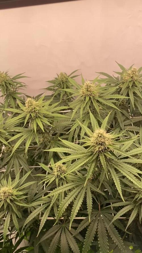 Khalifa Mints S1 Cut