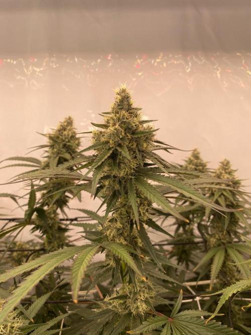 Khalifa Mints. Week 13